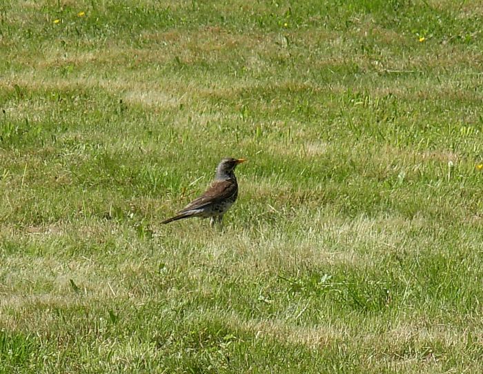 Cesena (Turdus pilaris) ?  S !