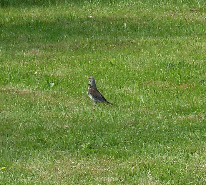 Cesena (Turdus pilaris) ?  S !