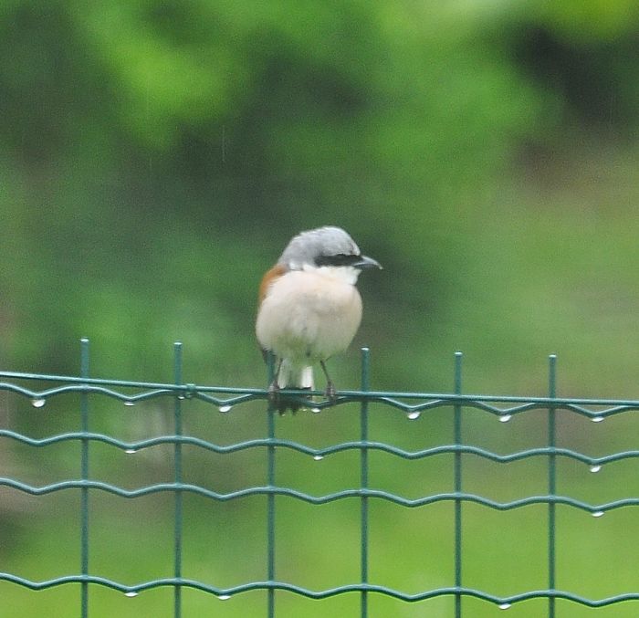 Averla piccola (Lanius collurio) ? S !