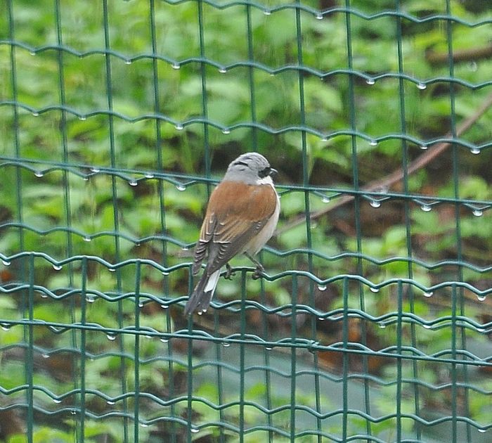 Averla piccola (Lanius collurio) ? S !