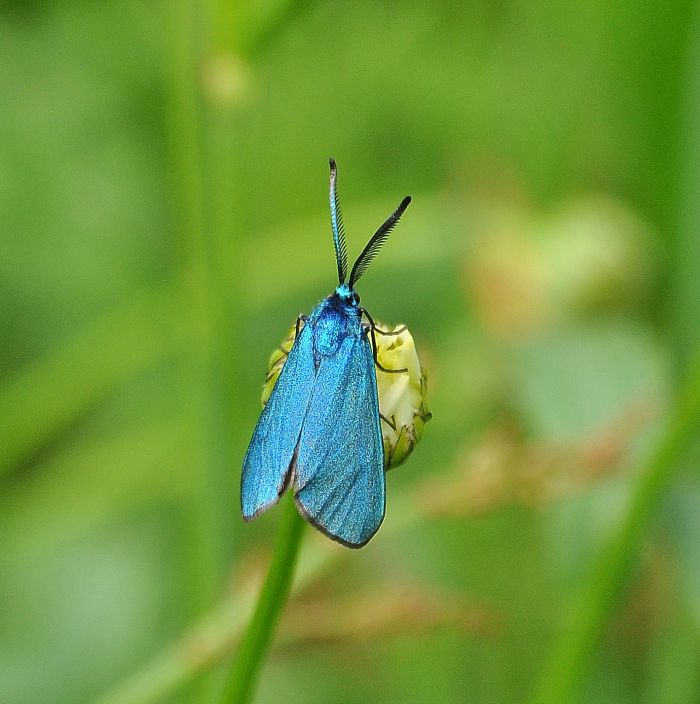 due specie diverse? No, maschio e femmina di Adscita sp. (Zygaenidae)