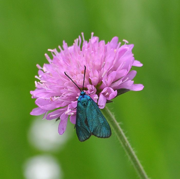 due specie diverse? No, maschio e femmina di Adscita sp. (Zygaenidae)