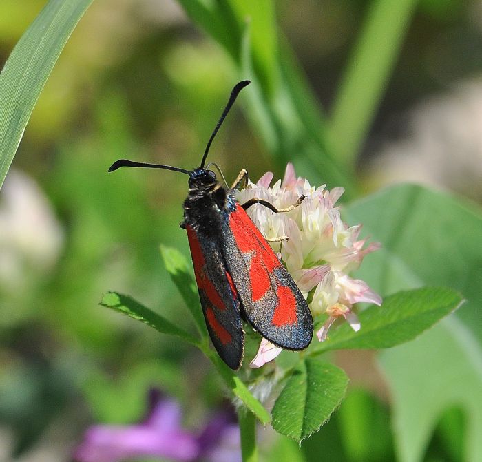 qualche bulgara parte seconda