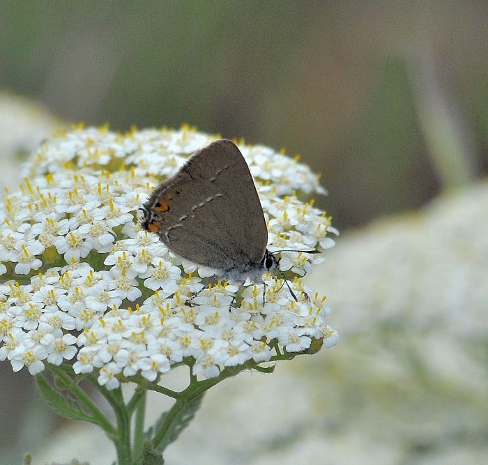 aiuto id. Satyrium: S. ilicis e S. acaciae - Lycaenidae