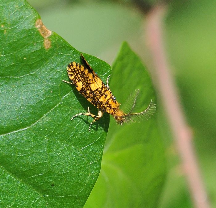 Crambidae?  No, Euplocamus ophisus (Tineidae)