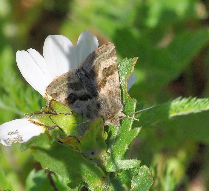 Heliothis ononis ? S