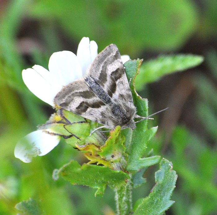 Heliothis ononis ? S