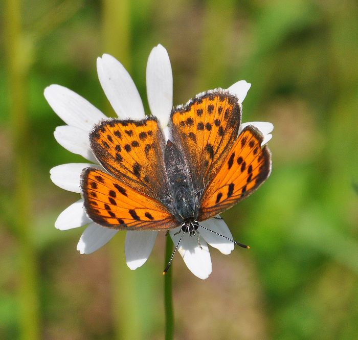 Lycaena thersamon femmina ?