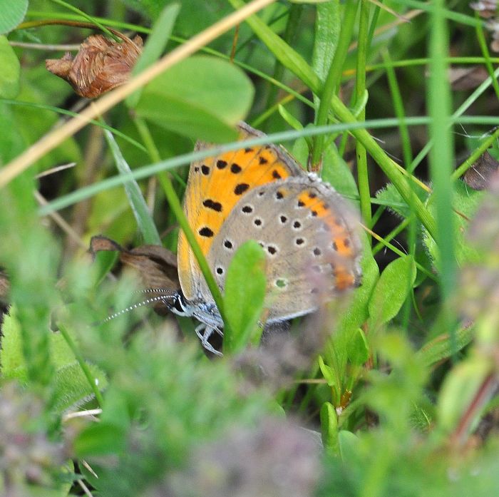 Lycaena thersamon femmina ?