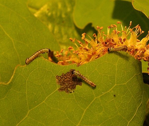 ciclo vitale di Notodonta tritophus