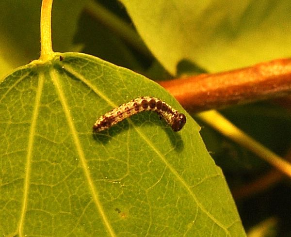 ciclo vitale di Notodonta tritophus