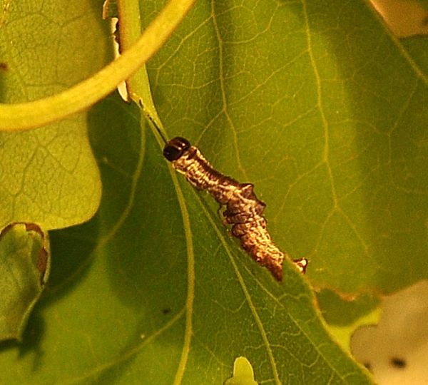 ciclo vitale di Notodonta tritophus