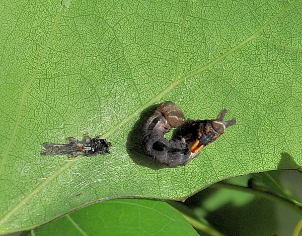 ciclo vitale di Notodonta tritophus