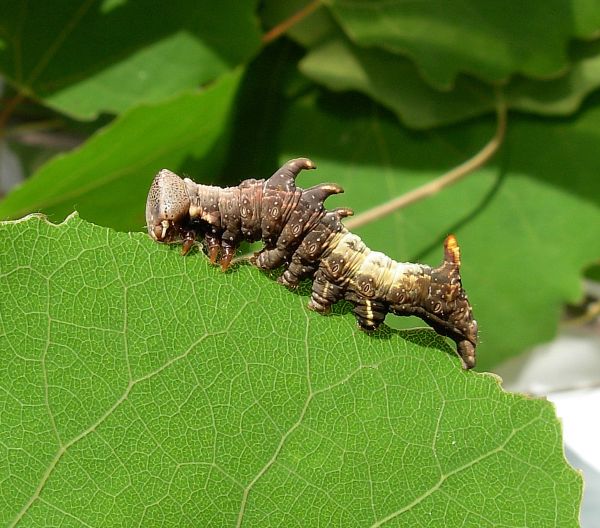 ciclo vitale di Notodonta tritophus