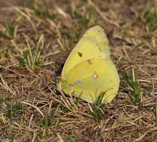 Colias hyale o Colias alfacariensis? C. alfacariensis, Pieridae