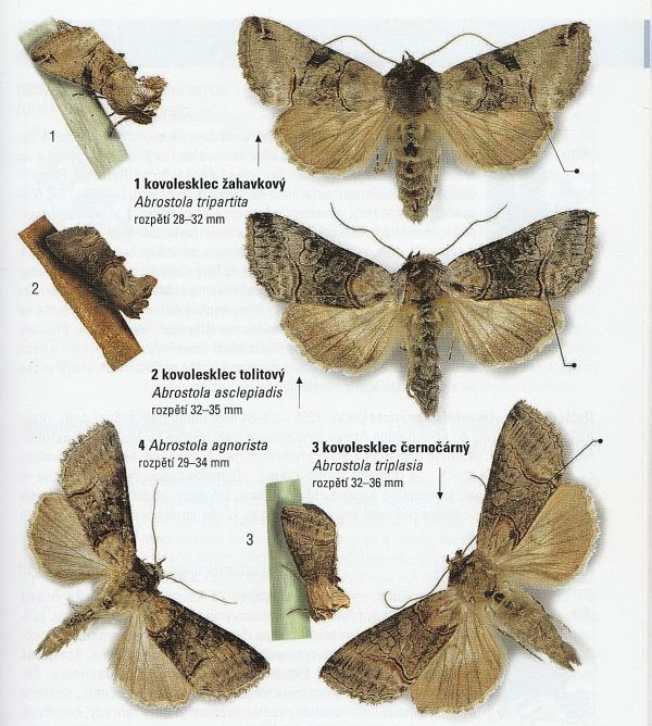 Abrostola triplasia - Noctuidae