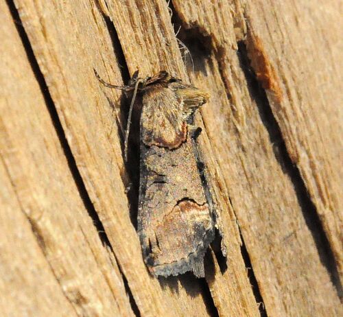 abrostola