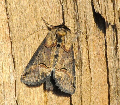 abrostola