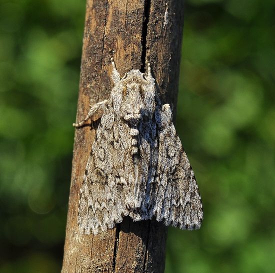 Acronicta (Acronicta) aceris