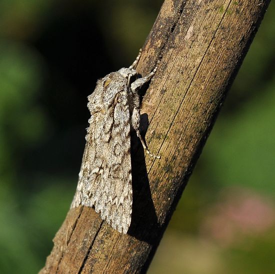 Acronicta (Acronicta) aceris