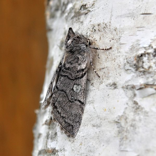 Achlya flavicornis e Polyploca ridens