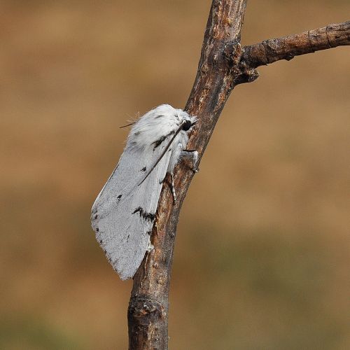 Acronicta leporina