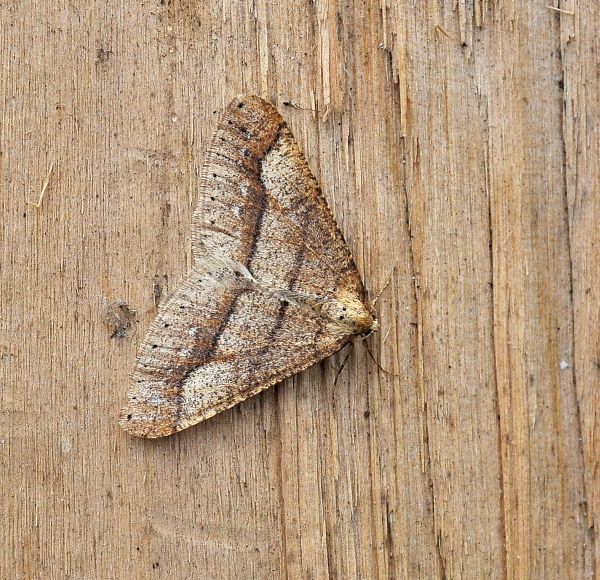Altre due di domenica - Alsophila aescularia e Agriopis marginaria, Geometridae