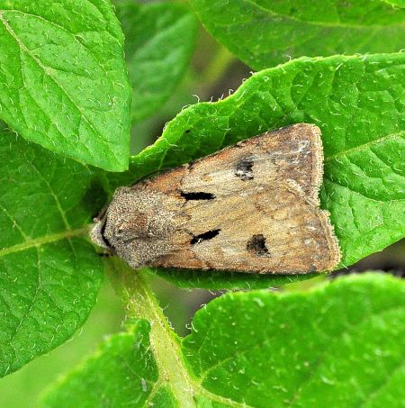 Agrotis exclamationis