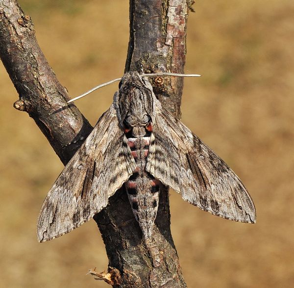 Agrius convolvuli