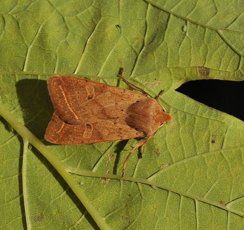 Agrochola (Leptologia) macilenta