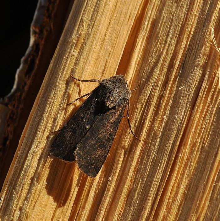 aiuto id: Noctuidae - Agrotis segetum