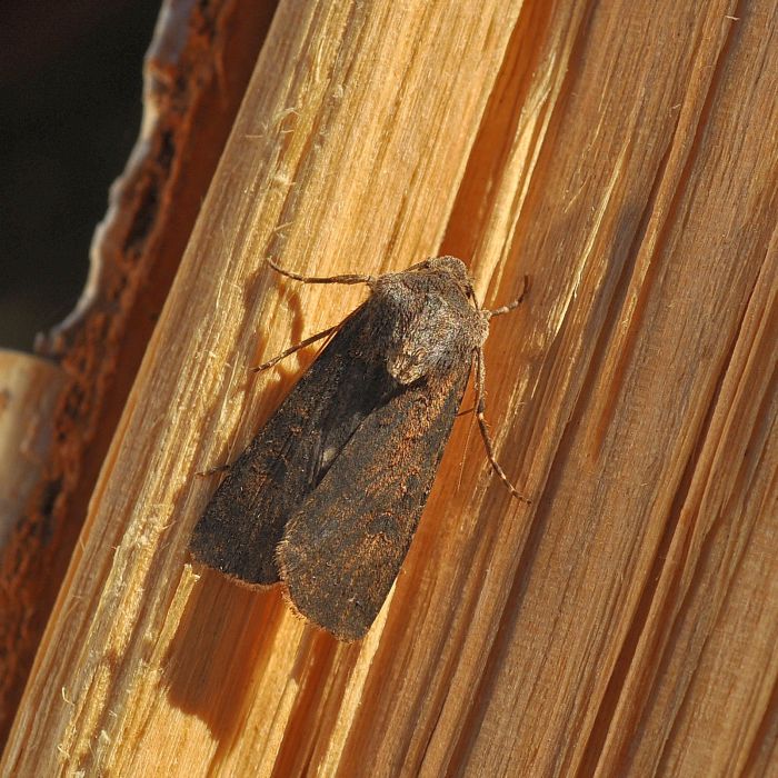 aiuto id: Noctuidae - Agrotis segetum