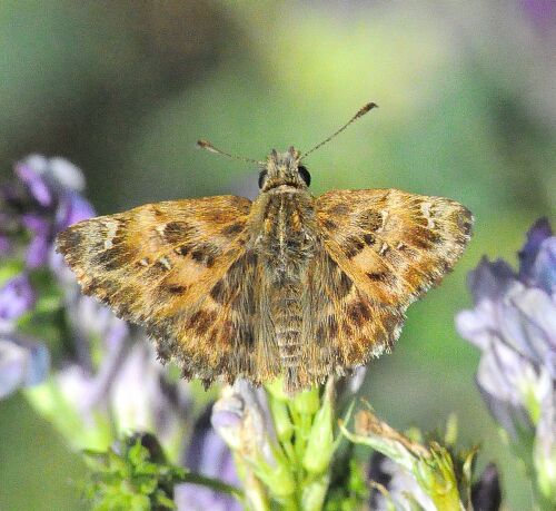 farfalle della madonna