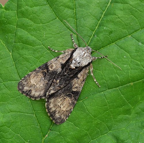 Acronicta (Jocheaera) alni