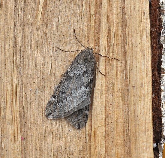 Altre due di domenica - Alsophila aescularia e Agriopis marginaria, Geometridae