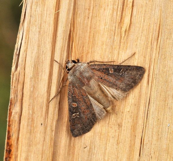 ultimo problemino dell'' anno scorso:  Xestia xanthographa (Noctuidae)