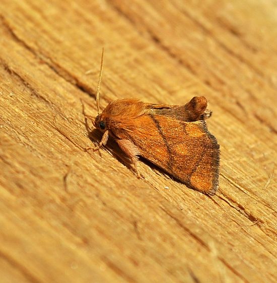 Apoda limacodes ? - S