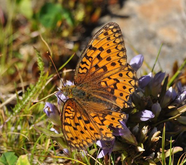 Argynnis aglaja o adippe? Argynnis (Fabriciana)  cfr. niobe