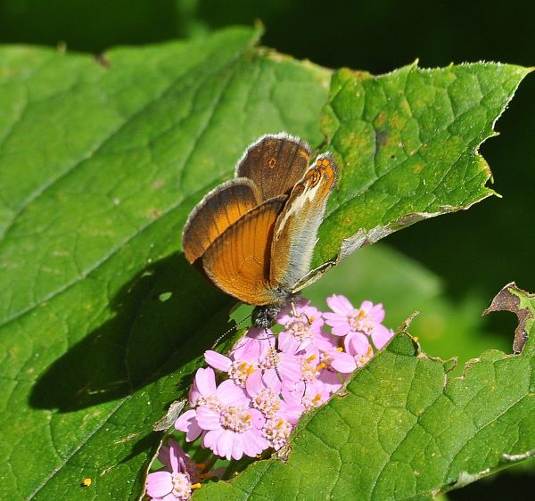 Coenonympha arcania? S