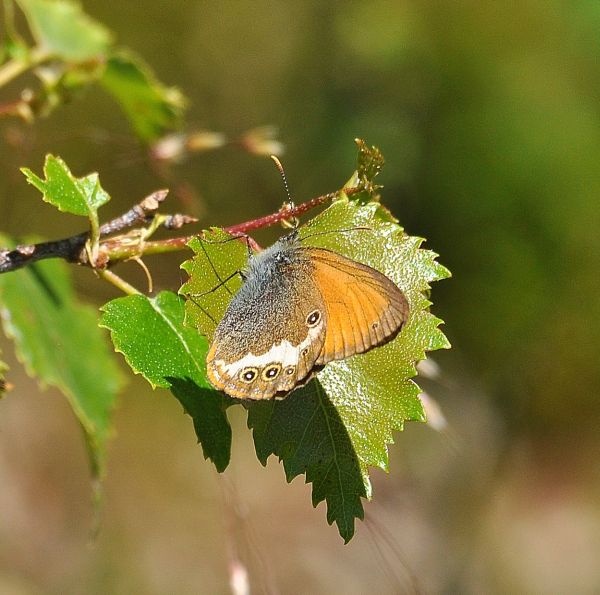 Coenonympha arcania? S