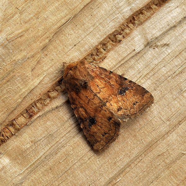 Atypha pulmonaris - Noctuidae