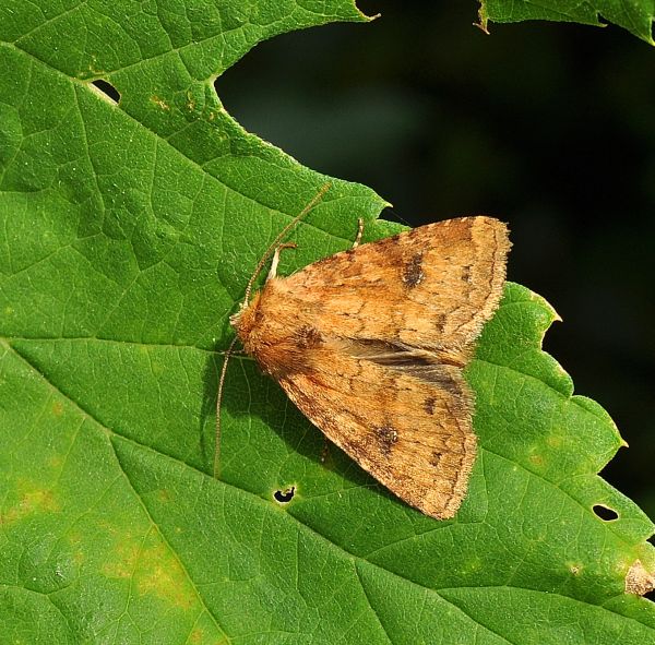 Atypha pulmonaris - Noctuidae