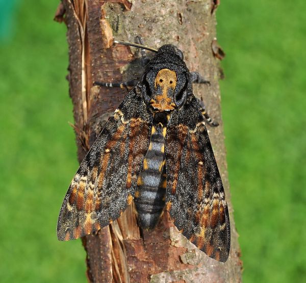 A. atropos senza nun'' antenna