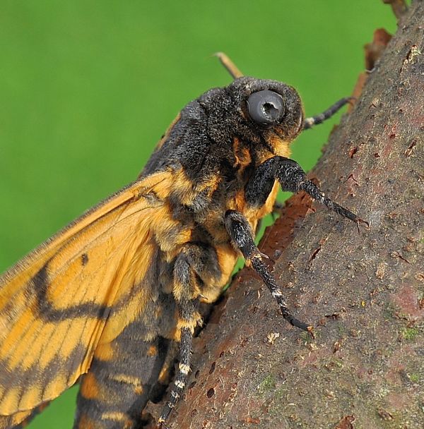 A. atropos senza nun'' antenna