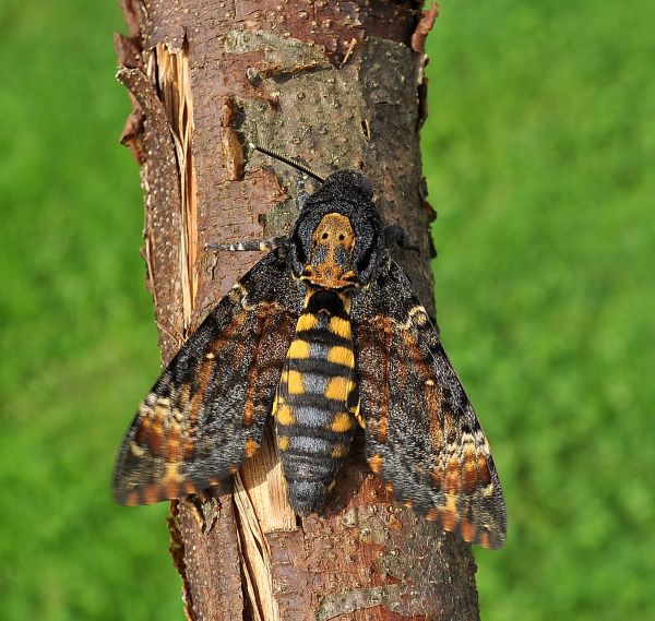 A. atropos senza nun'' antenna