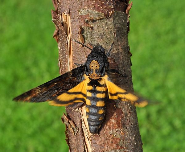 A. atropos senza nun'' antenna