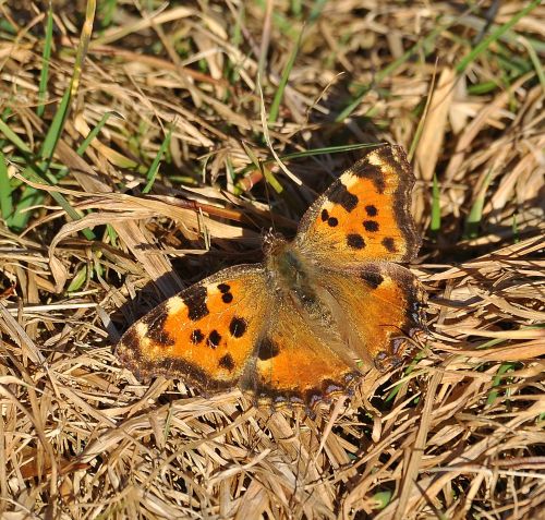 due di oggi - Nymphalis polychloros e Polygonia c-album