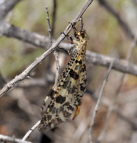 Palpares libelluloides  maschio (Myrmeleontidae)