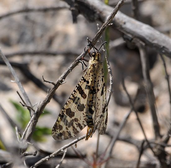 Palpares libelluloides  maschio (Myrmeleontidae)