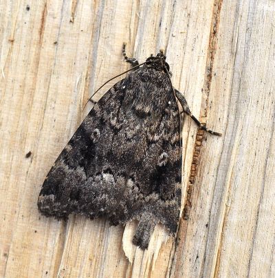 Amphipyra berbera ???